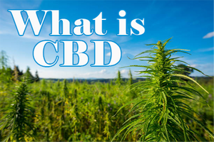 We carry premium Cannabis for health, wellness, and relaxation: Delta 8 THC, THC edibles, Hemp CBD Gummies, Hemp CBD Oils, Hemp CBD Edibles, Hemp CBD Topicals. 